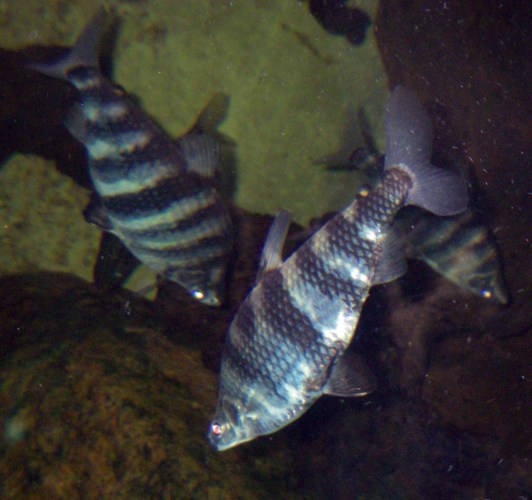 Marbled Headstanders (Abramites hypselonotus)