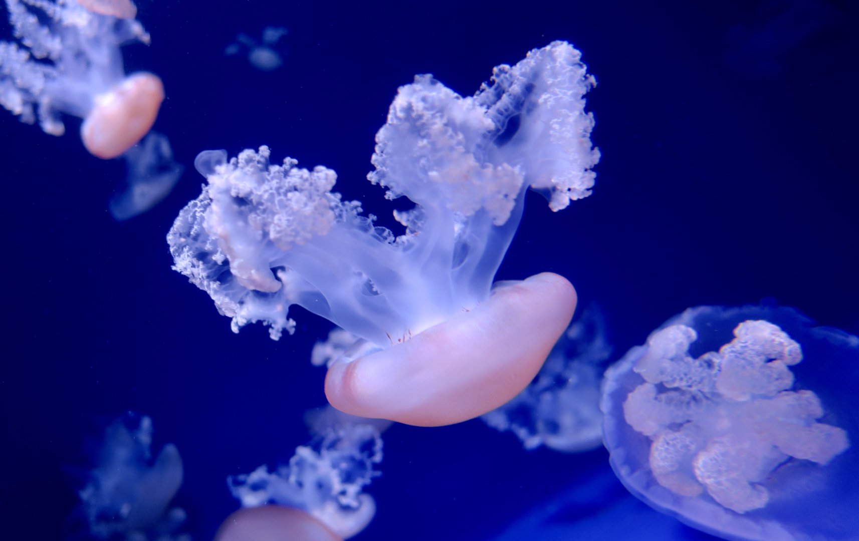 Marbled Jelly (Lychnorhiza lucerna)