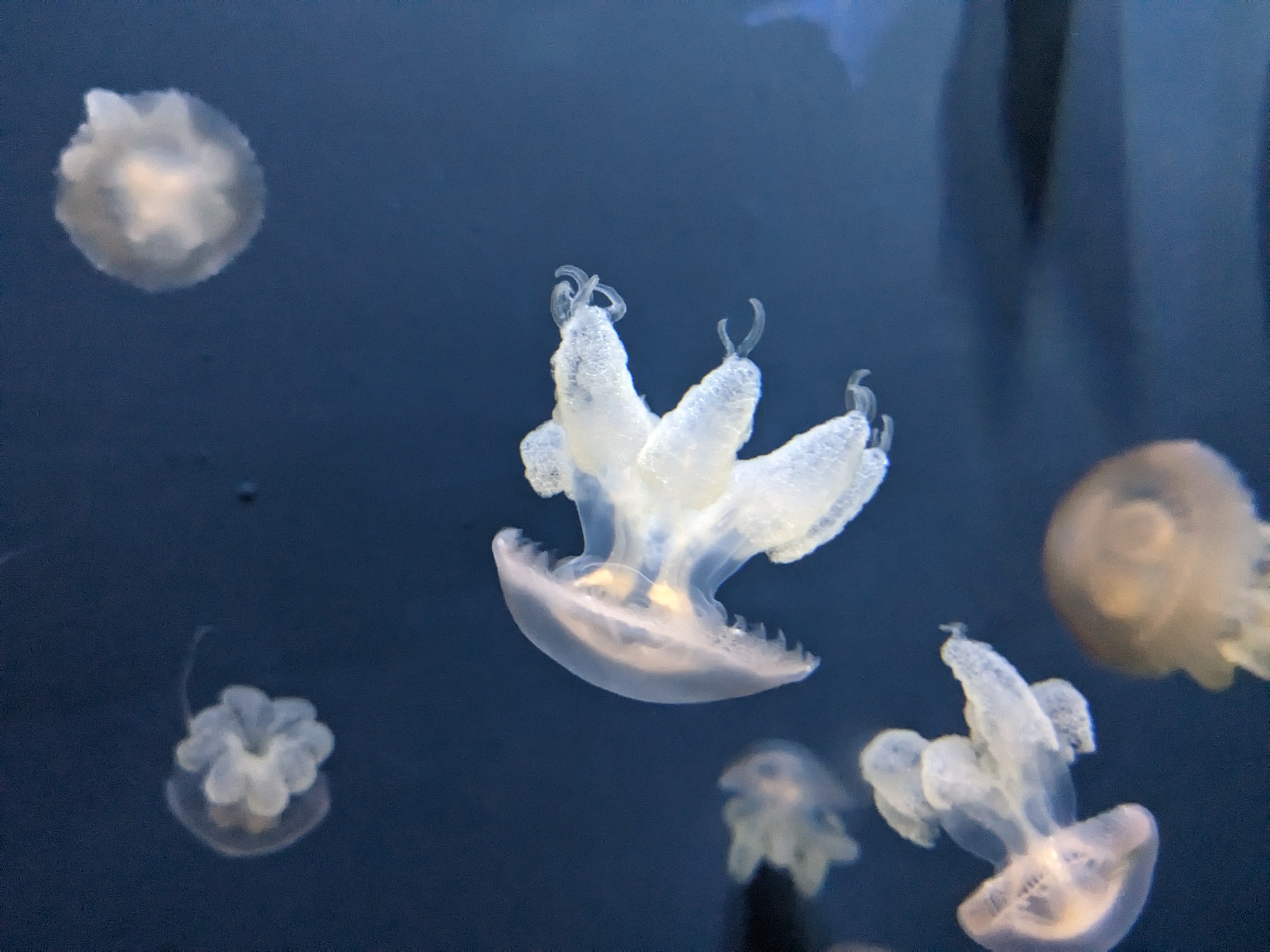 Marbled jelly