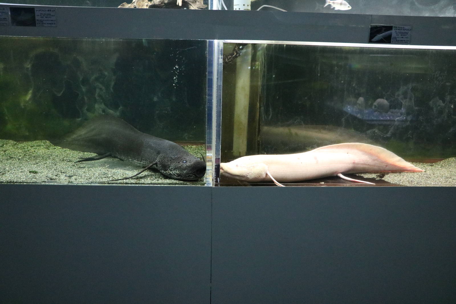 Marbled lungfish morphs - Tokyo Tower Aquarium, February 2016
