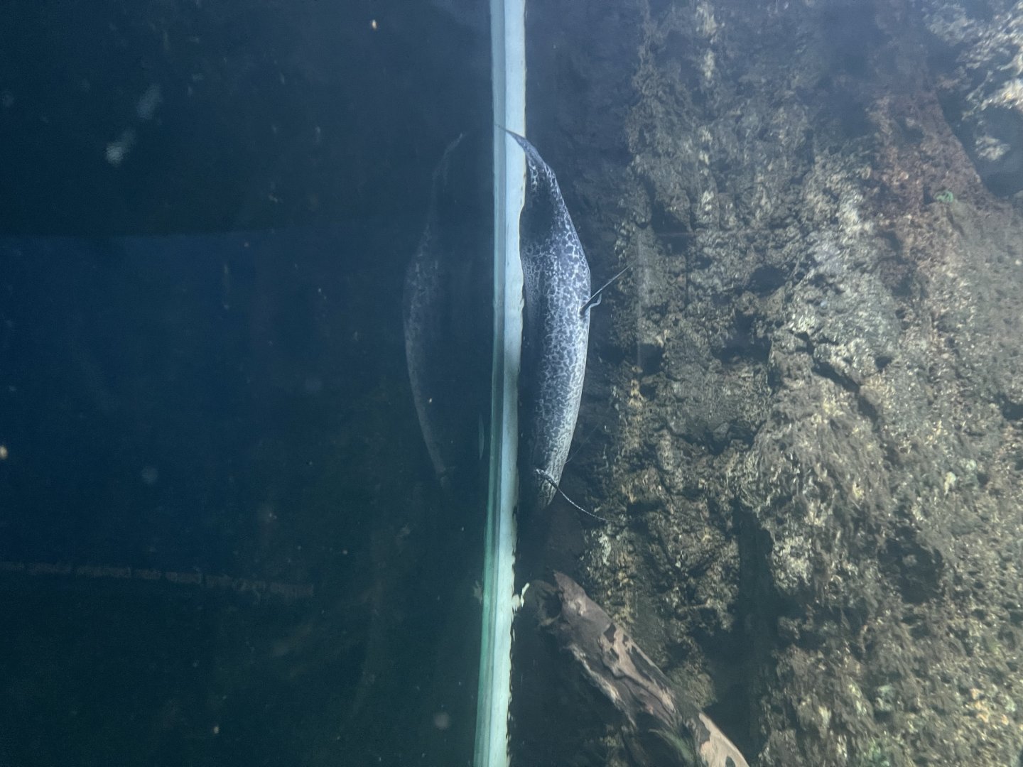 marbled lungfish (protopterus aethiopicus) - dunia air tawar