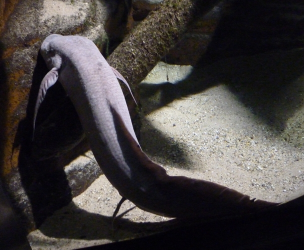 Marbled lungfish (Protopterus aethiopicus)