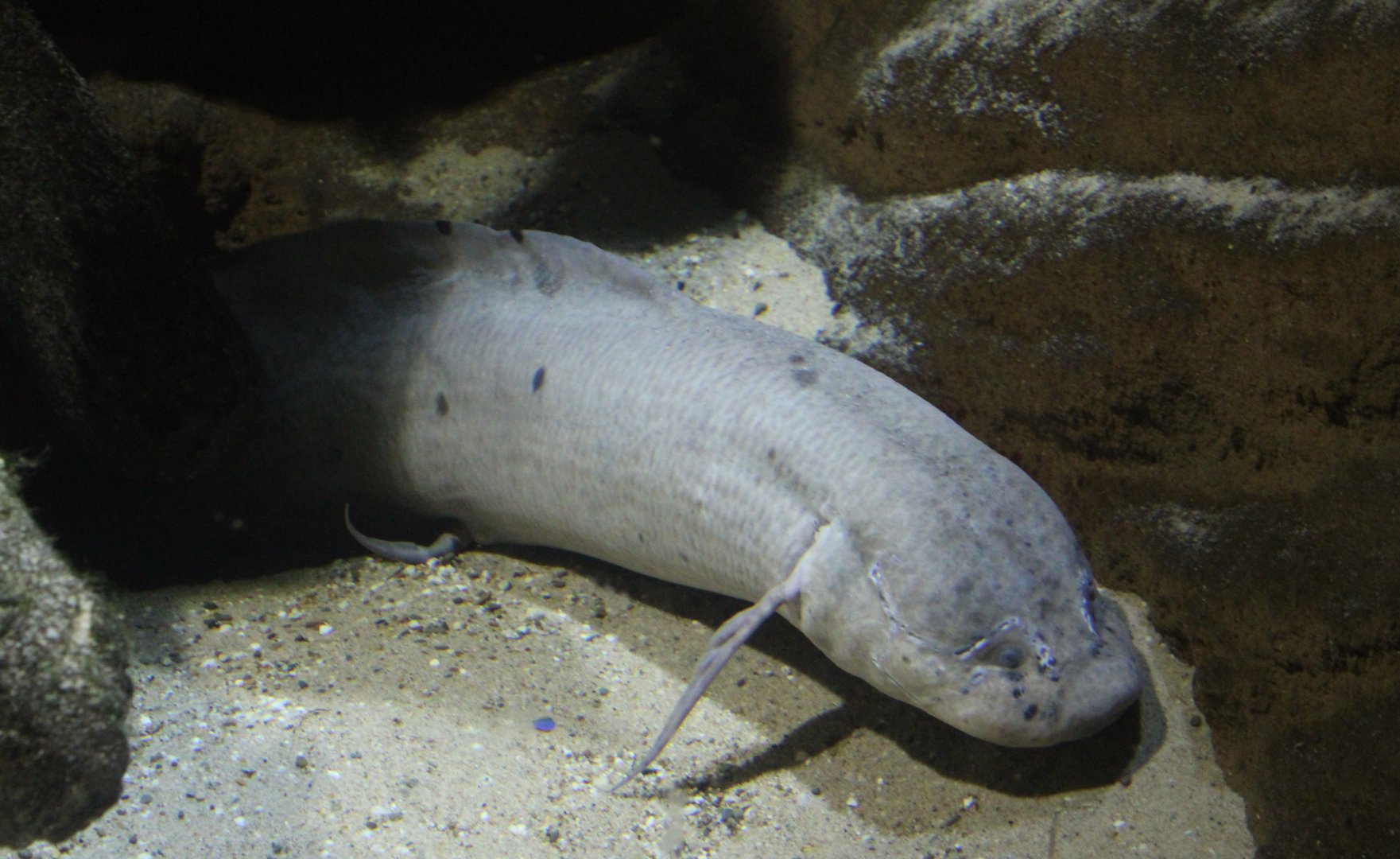 Marbled lungfish - Protopterus aethiopicus