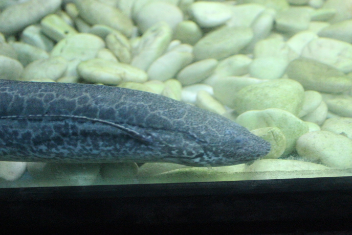 Marbled lungfish (Protopterus aethiopicus)