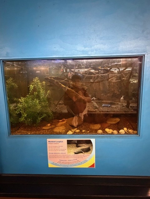 marbled lungfish tank