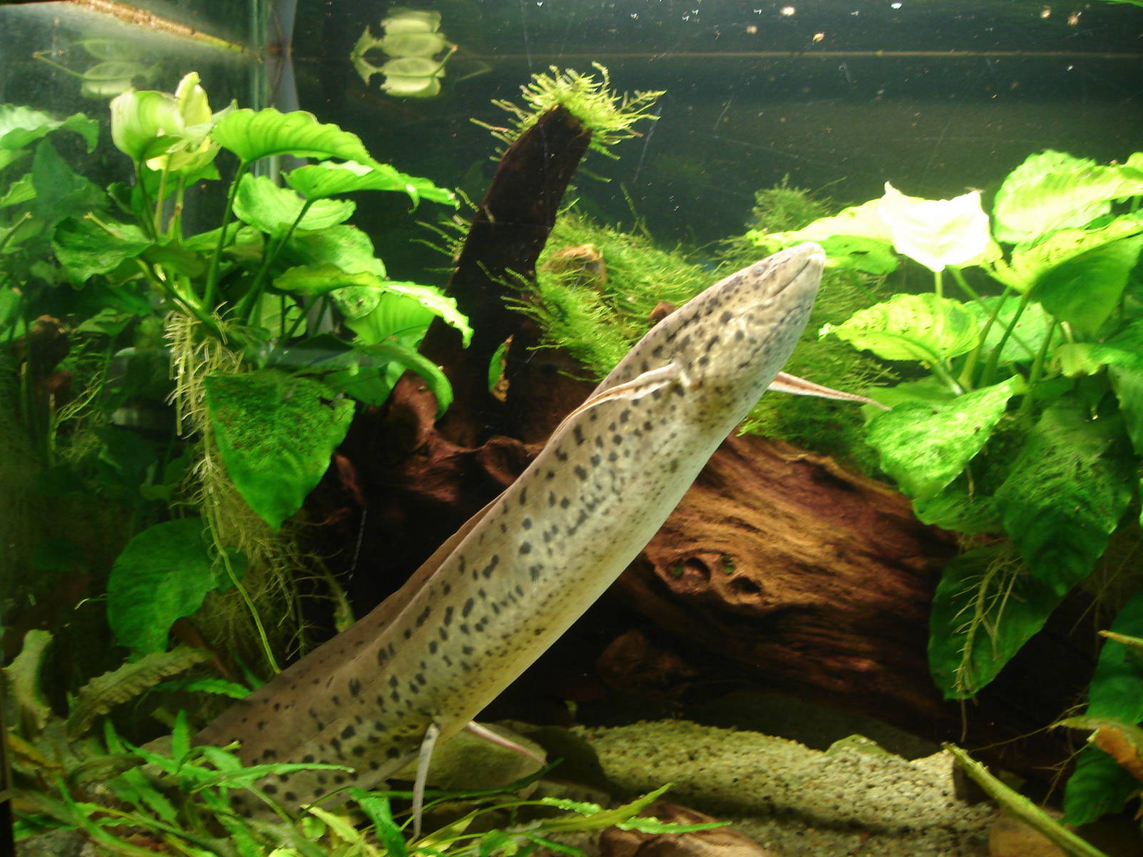 Marbled lungfish