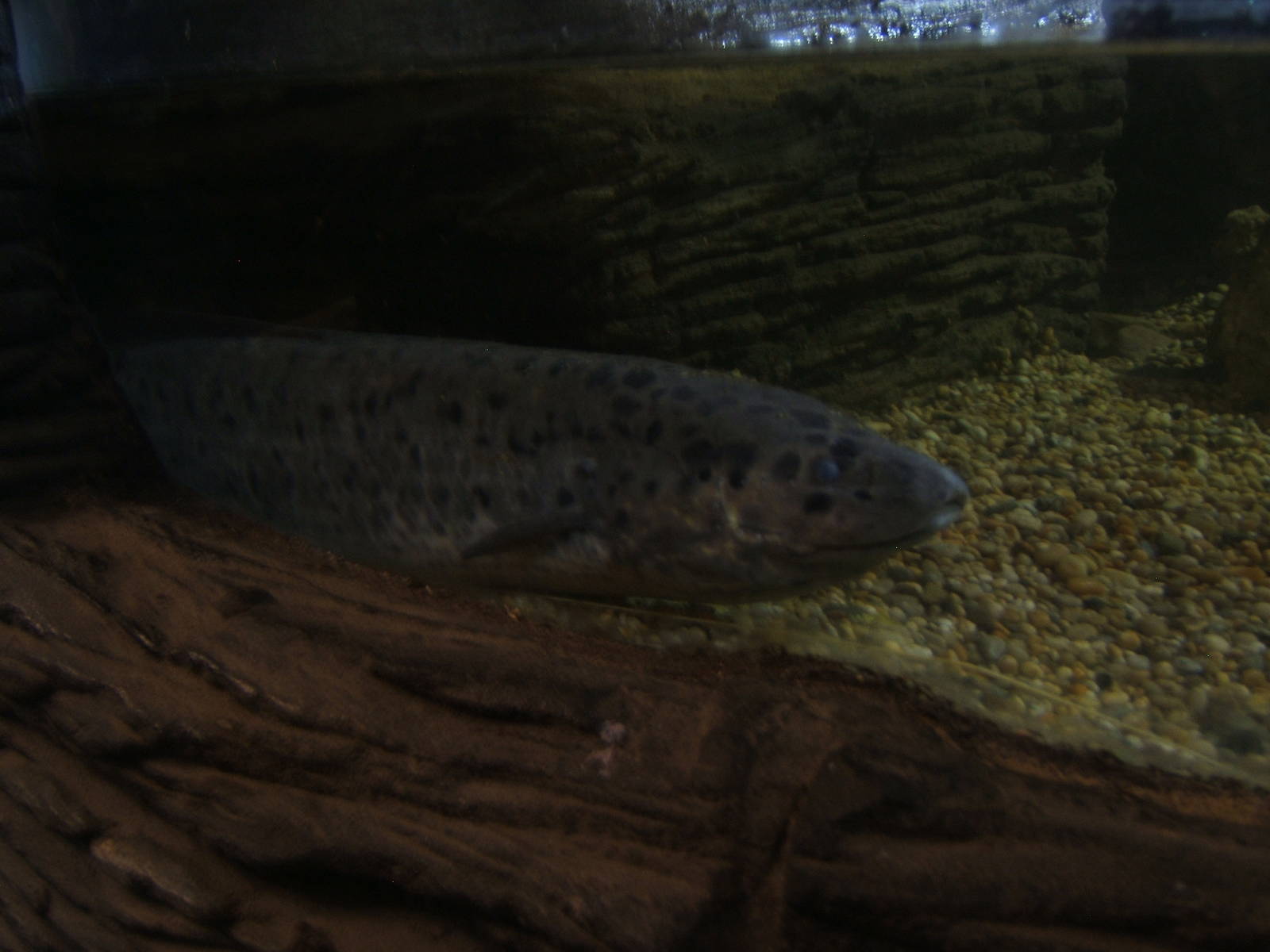 Marbled Lungfish