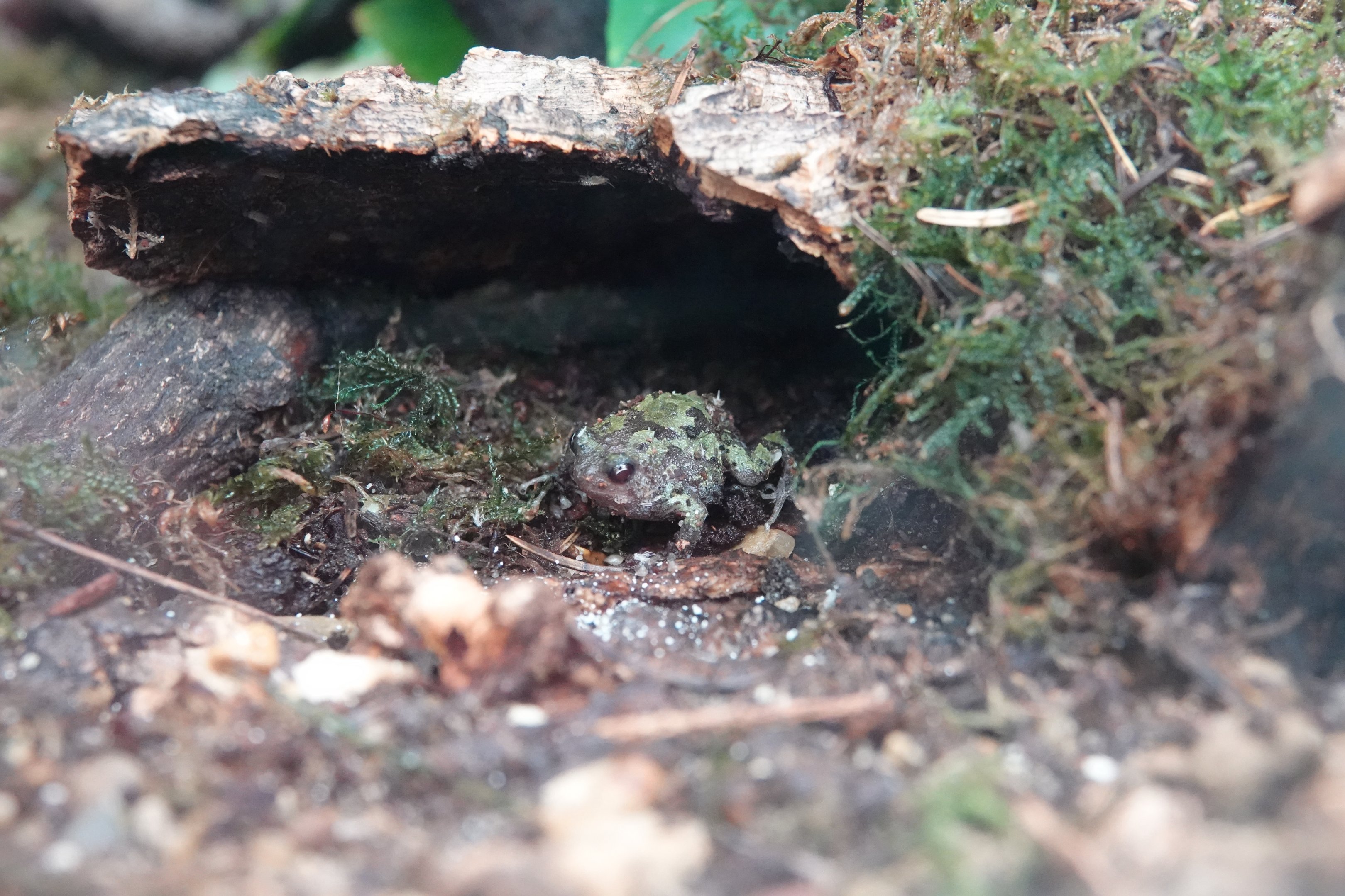 Marbled Madagascan rainfrog