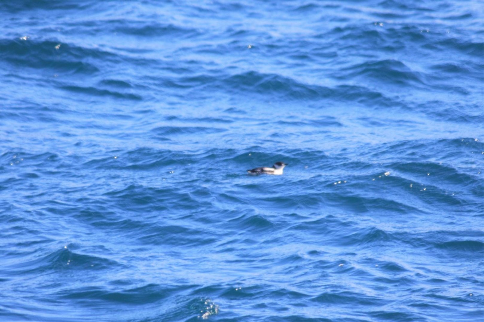 Marbled Murrelet - Alaska
