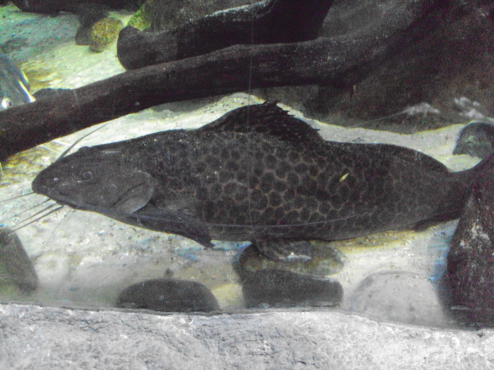 Marbled Pimeloid Catfish (Leiarius marmoratus)