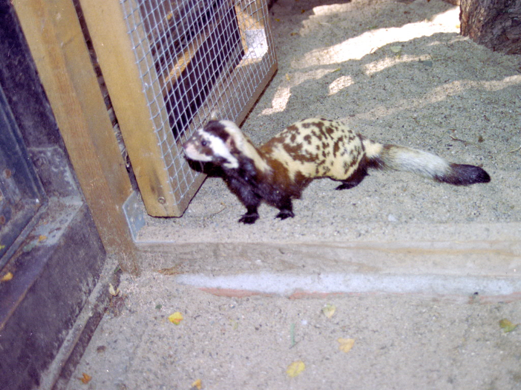 Marbled Polecat at Magdeburg 09/09/2005