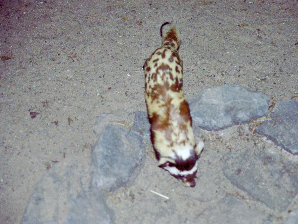Marbled Polecat at Magdeburg 09/09/2005