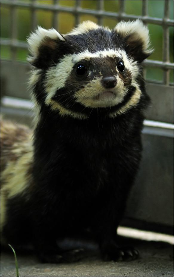 Marbled polecat at nuremberg zoo