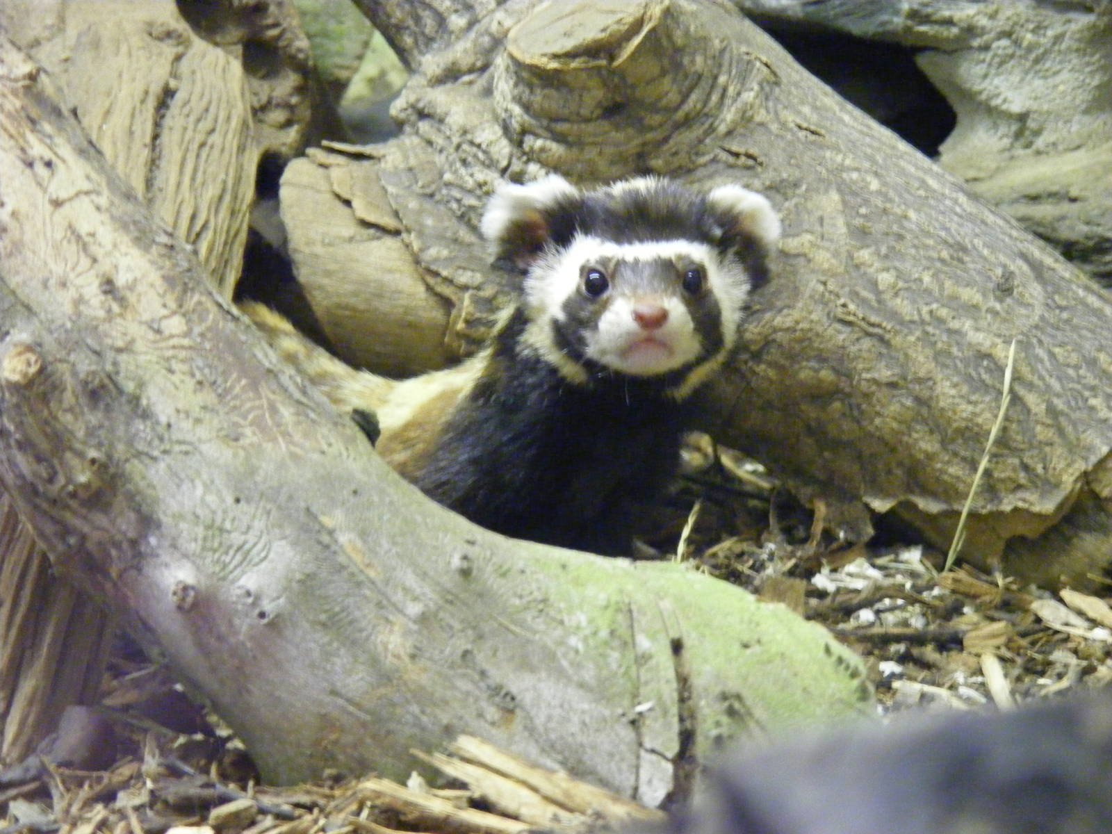 Marbled polecat at Tropical Wings, 13 September 2011