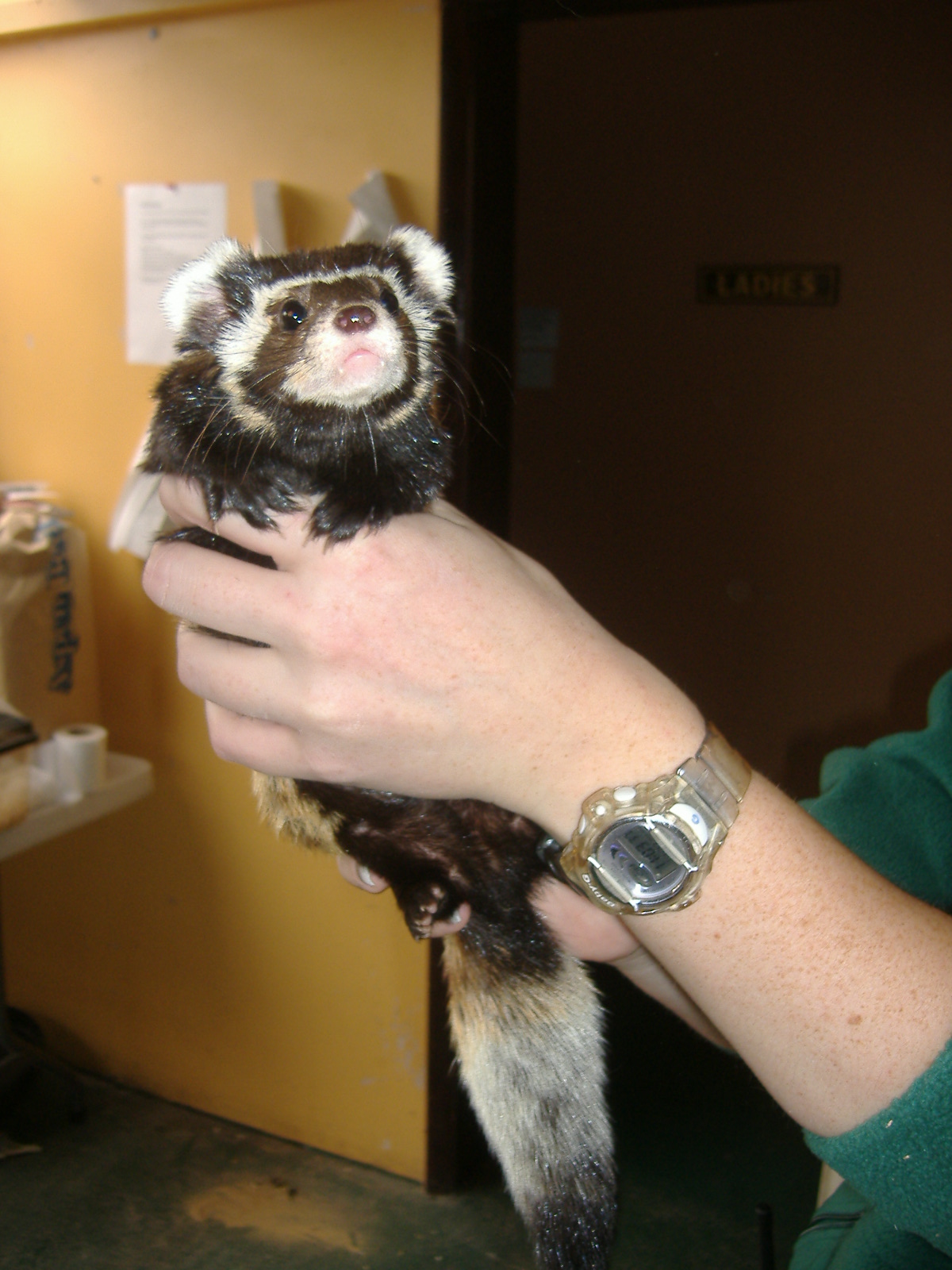 Marbled Polecat at Tropical Wings, Sept08