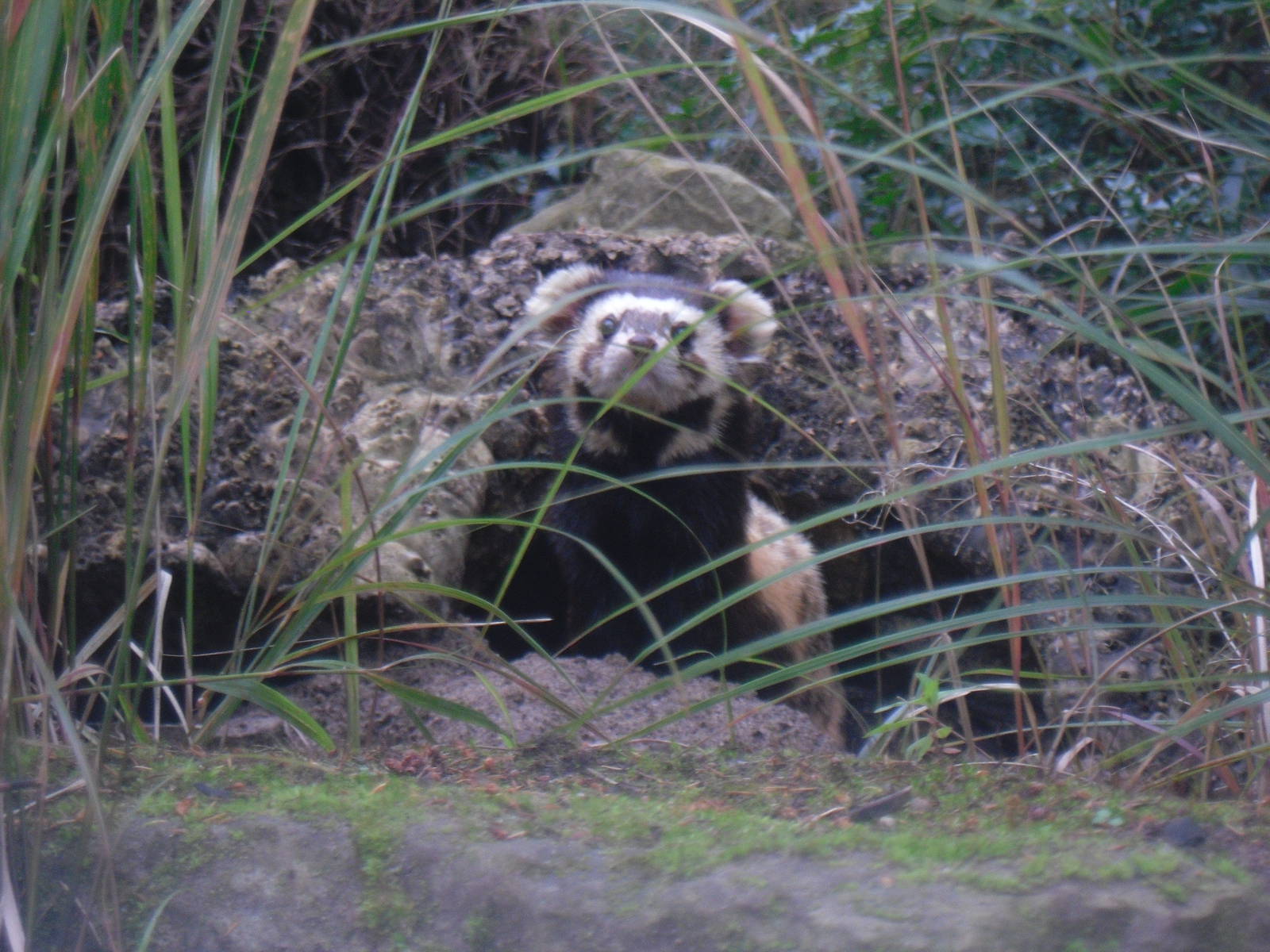 Marbled Polecat - Edinburgh Zoo (September 10th 2011)