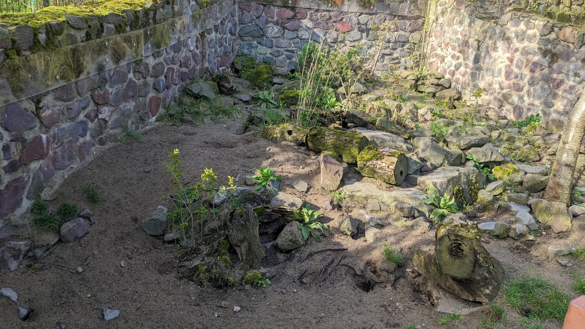 Marbled Polecat Enclsoure