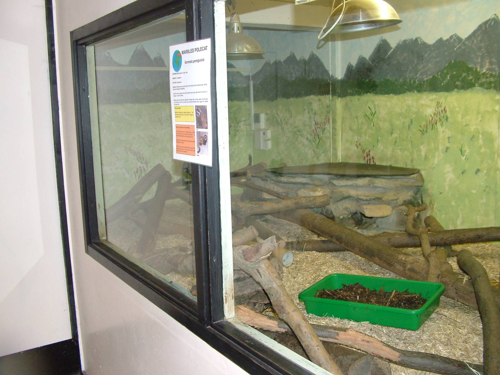 Marbled Polecat exhibit at Tropical Wings 29/11/09