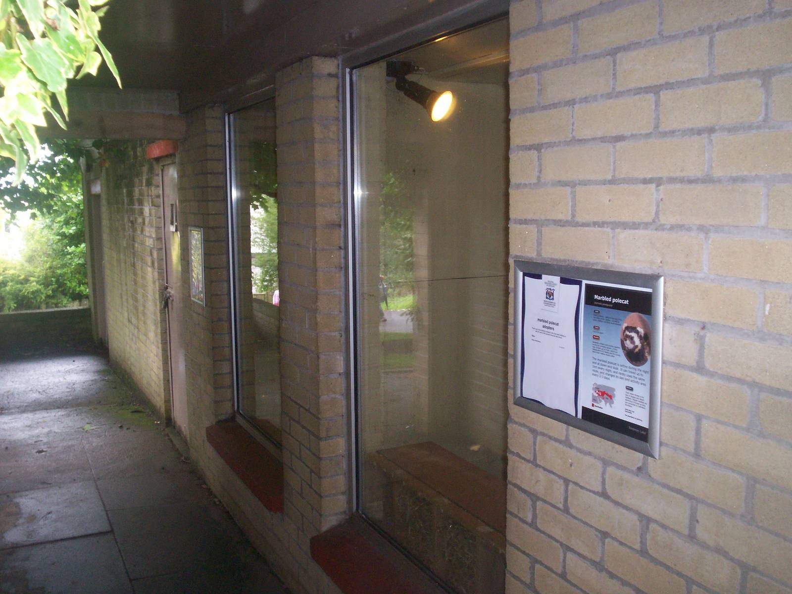 Marbled polecat housing