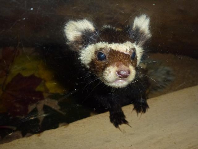 Marbled polecat, October 2013.