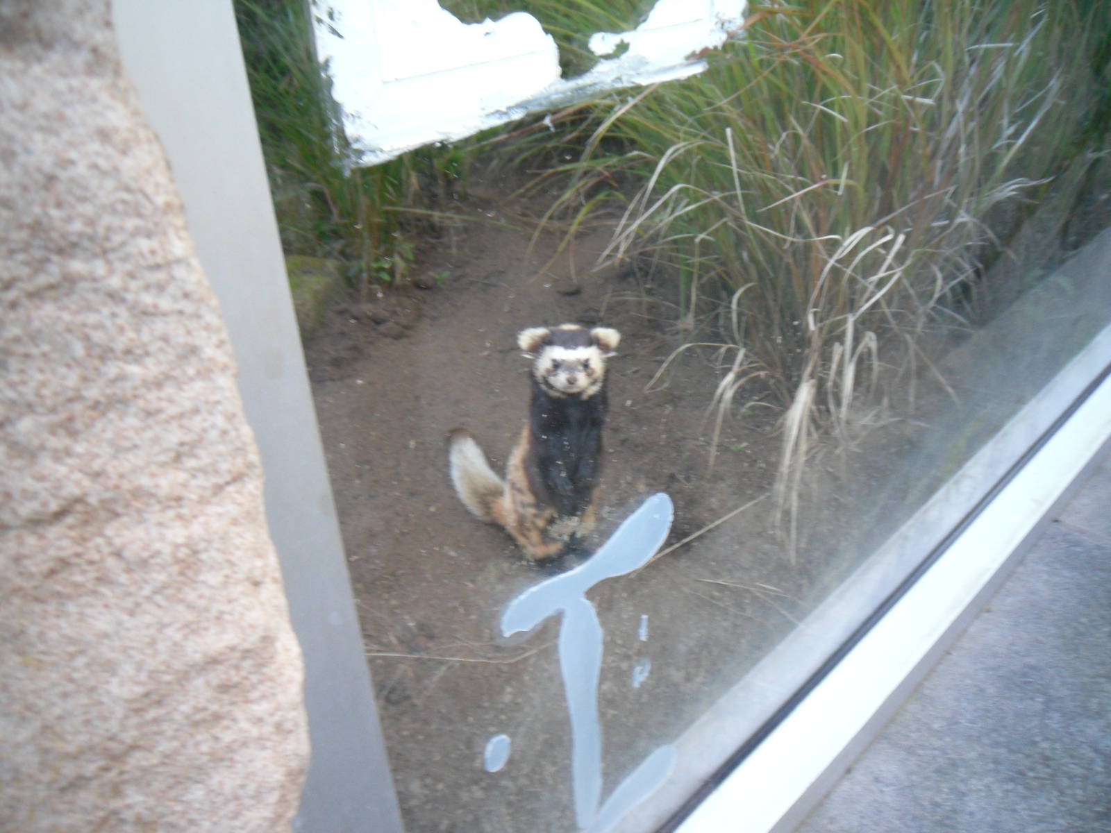 Marbled Polecat periscoping - Edinburgh Zoo (September 10 2011)