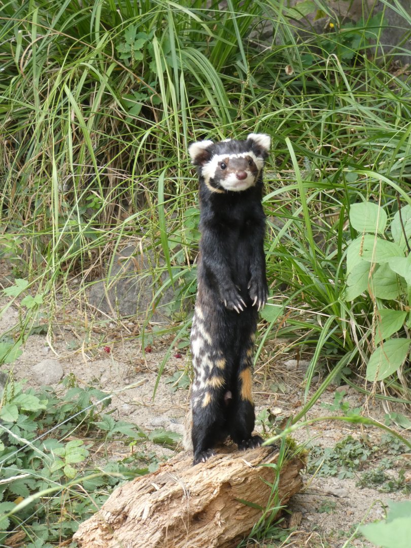 Marbled Polecat standing