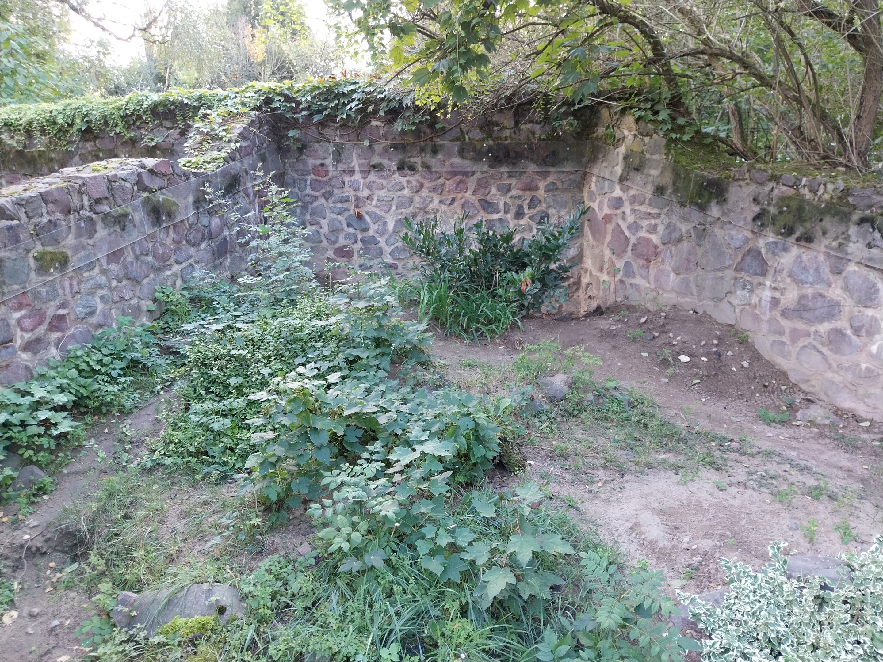 Marbled Polecat (Vormela peregusna) - First enclosure