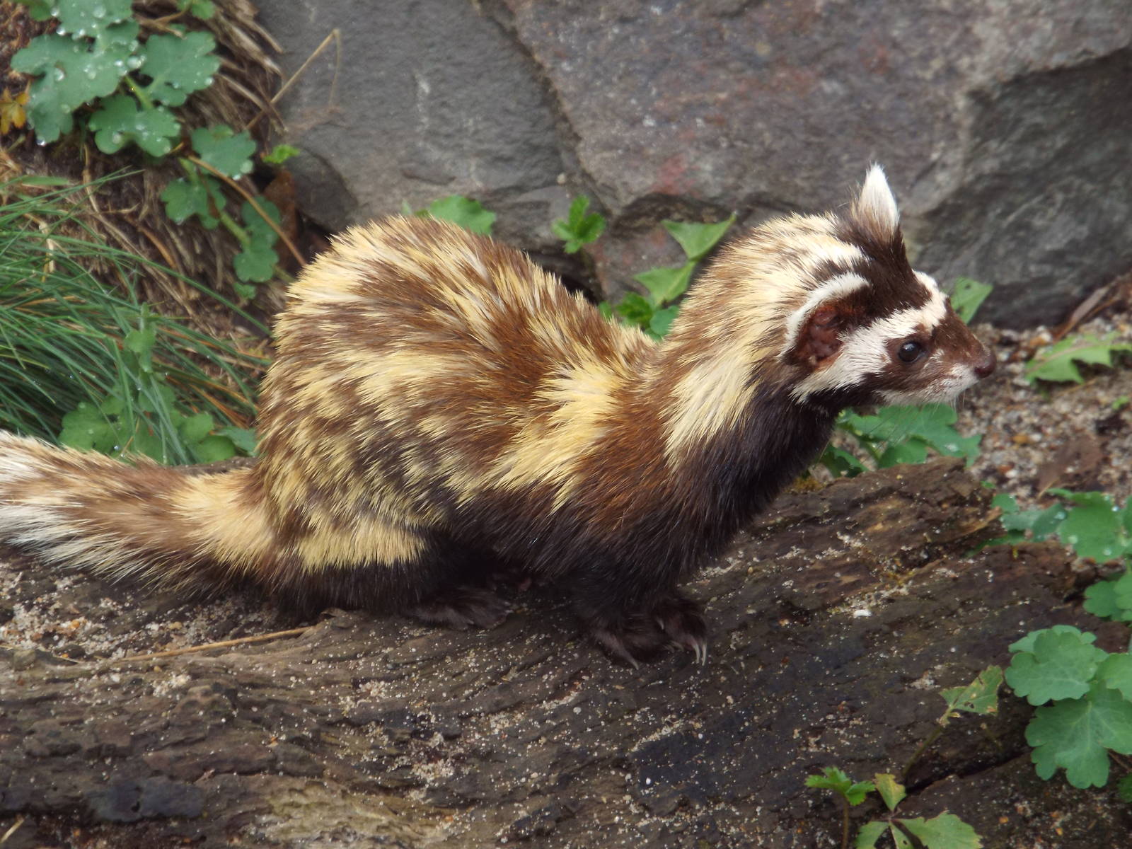 Marbled Polecat (Vormela peregusna pallidor) at Zoologischer Garten Magdebu