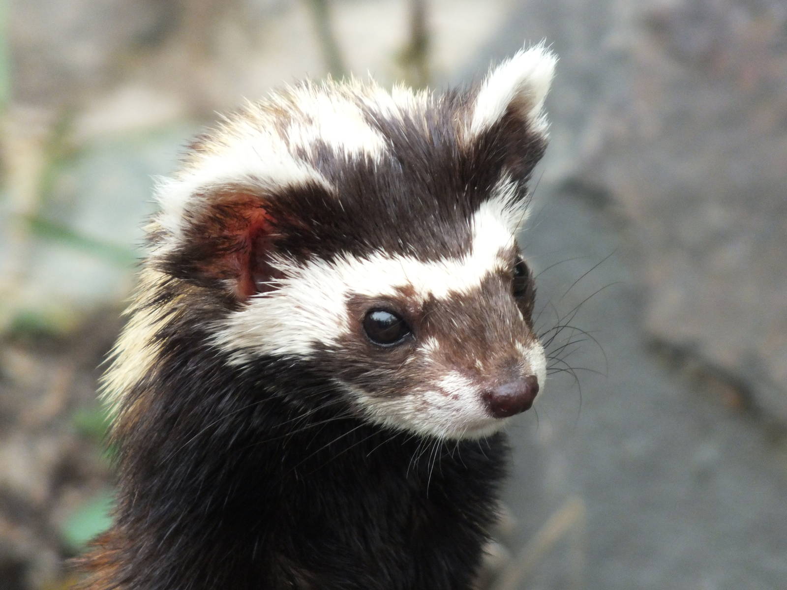 Marbled Polecat (Vormela peregusna pallidor) at Zoologischer Garten Magdebu