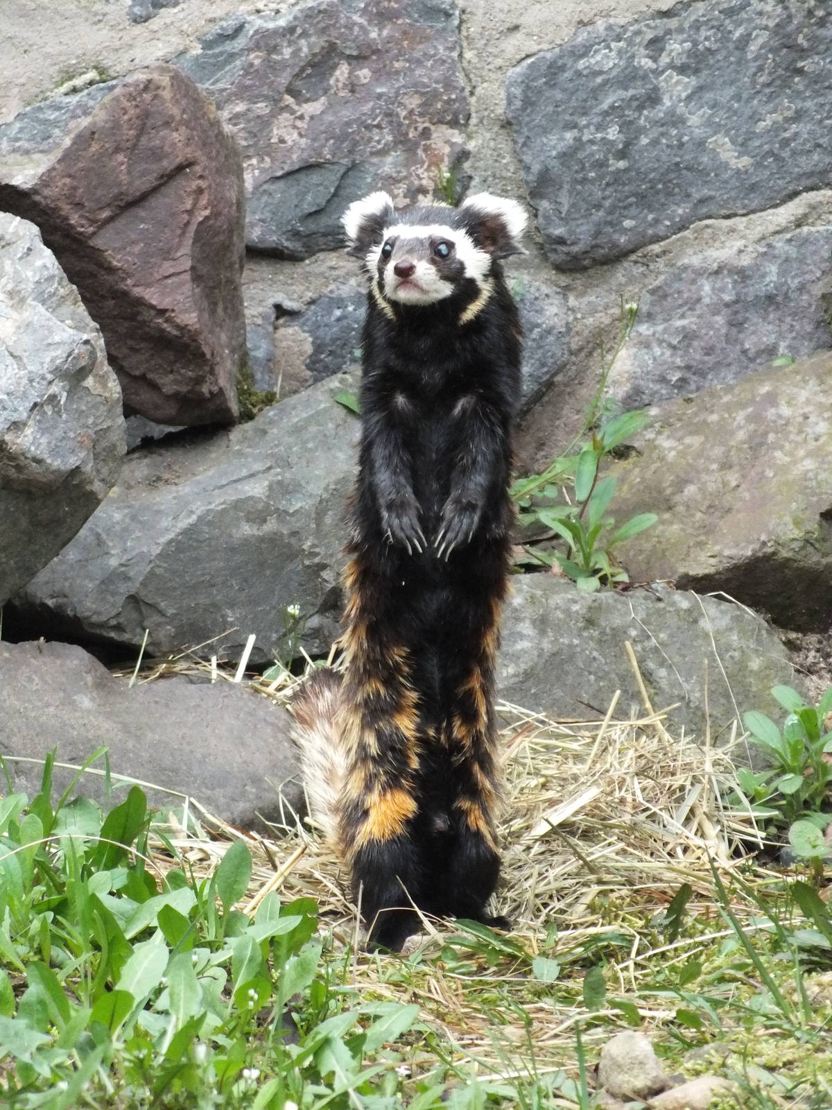 Marbled Polecat (Vormela peregusna pallidor) at Zoologischer Garten Magdebu