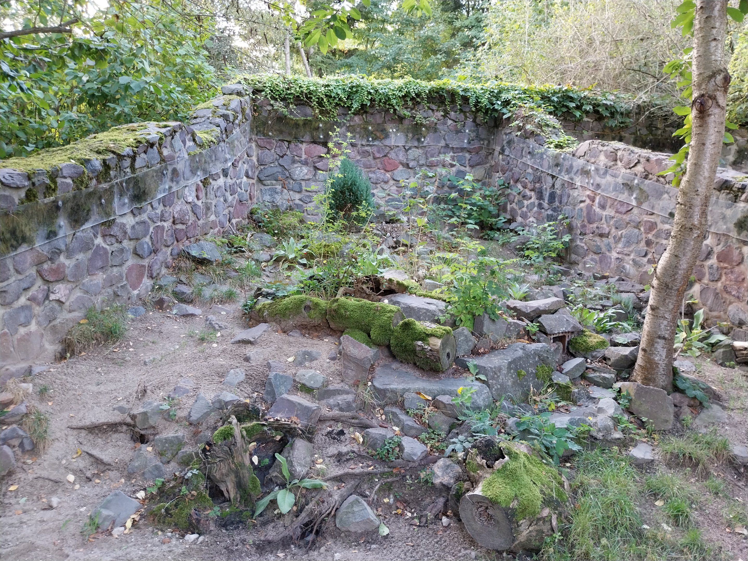 Marbled Polecat (Vormela peregusna) - Second enclosure
