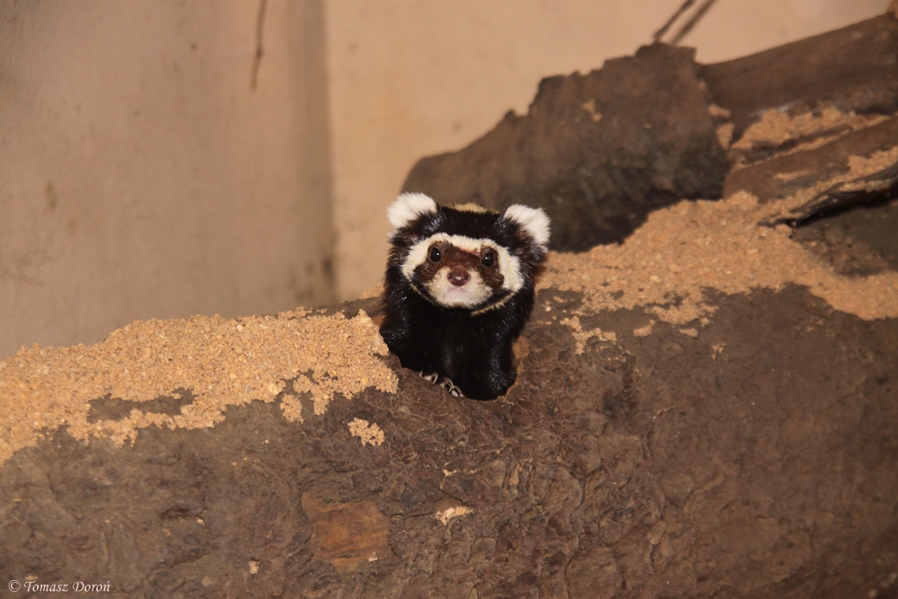 Marbled Polecat (Vormela peregusna syriaca)