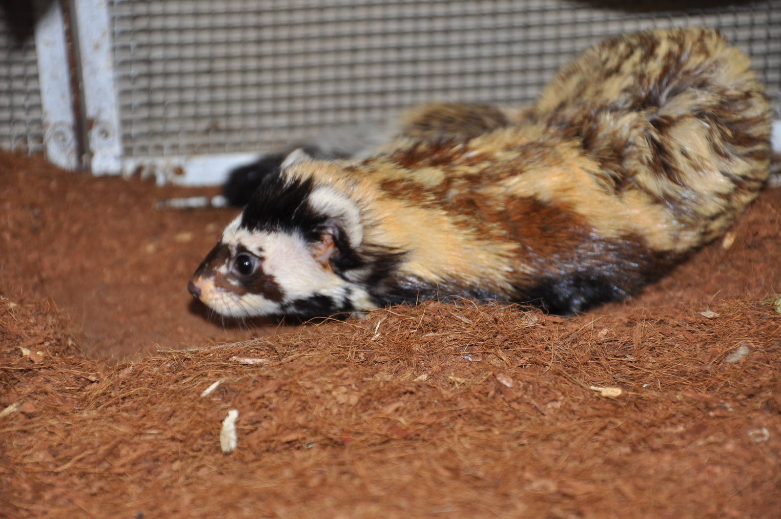 Marbled polecat/ Vormela peregusna syriaca