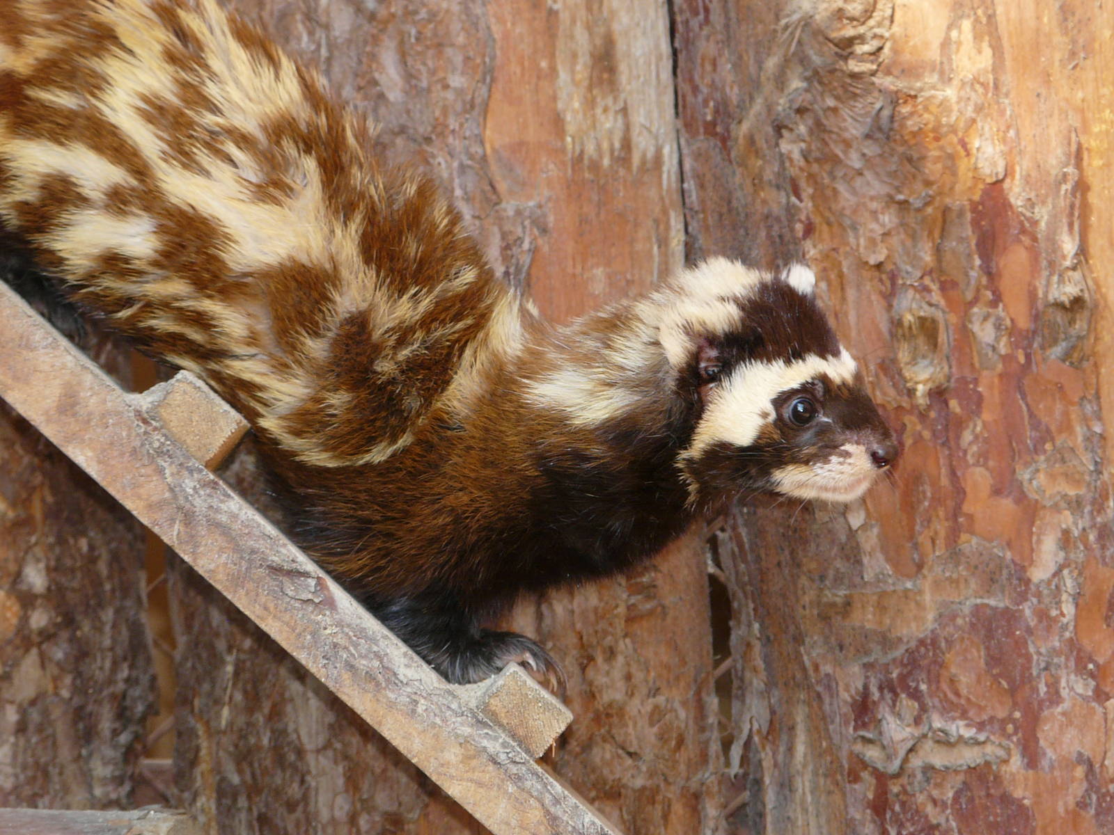 Marbled polecat/ Vormela peregusna