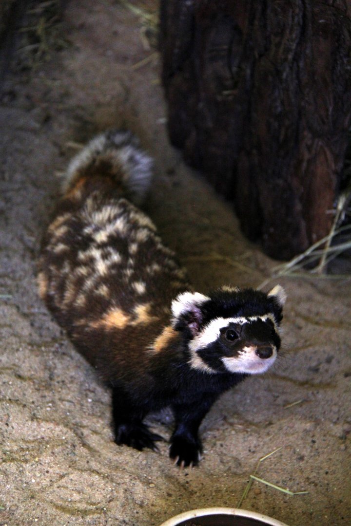 marbled polecat (Vormela peregusna)