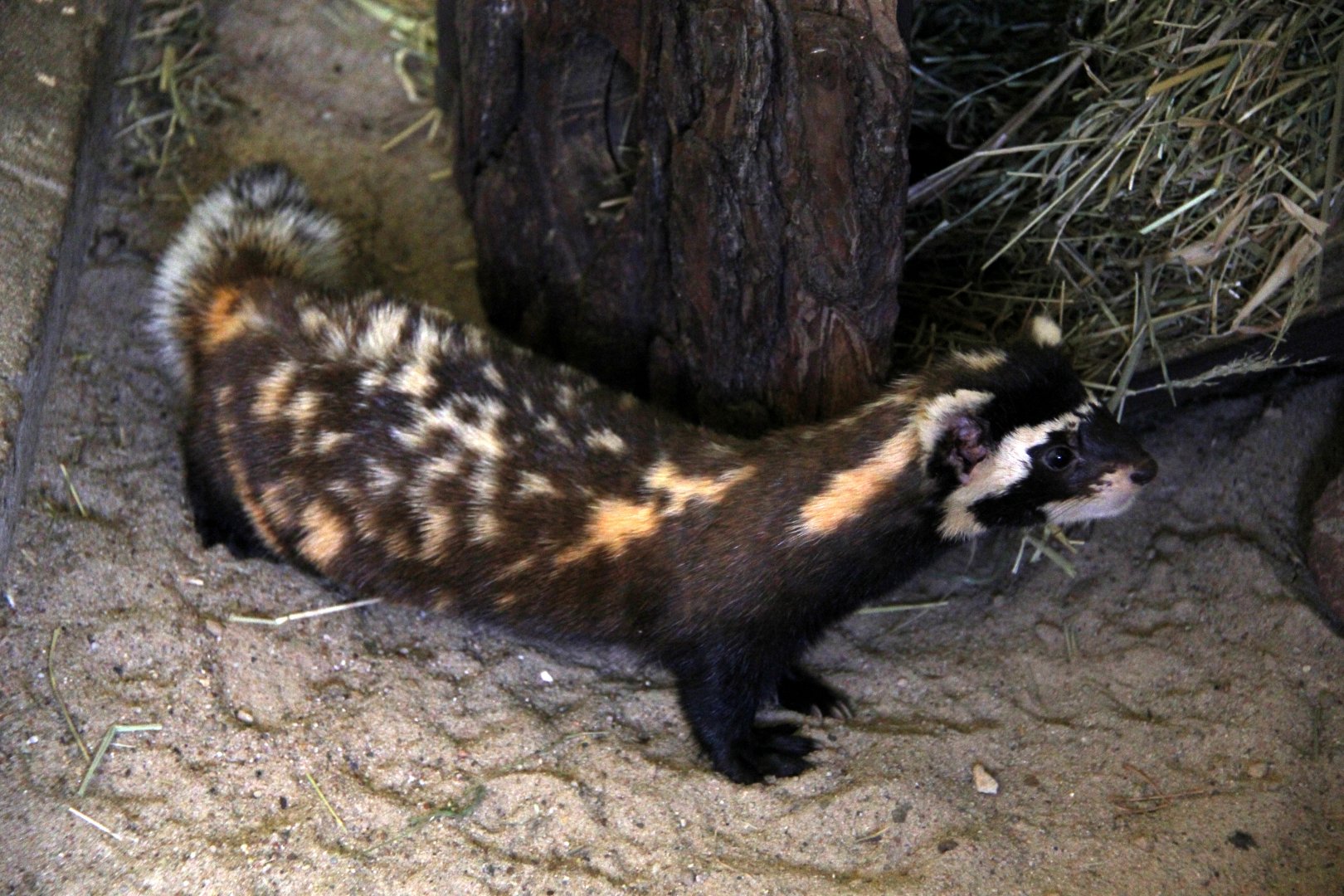 marbled polecat (Vormela peregusna)