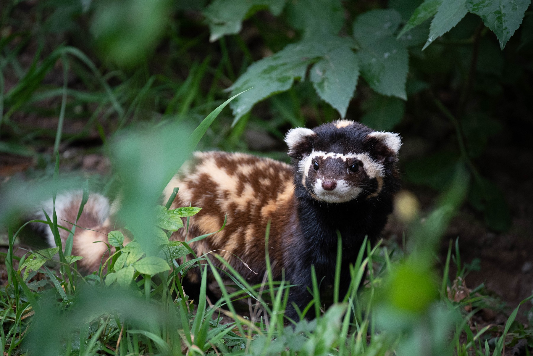 Marbled polecat - Vormela peregusna