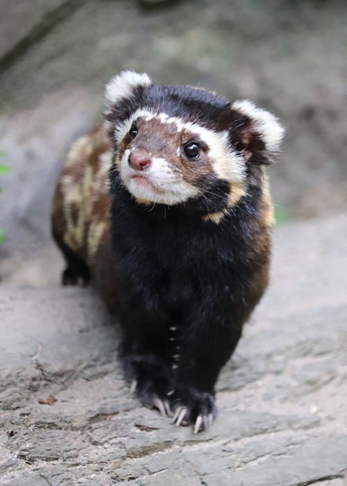 Marbled polecat (Vormela peregusna)