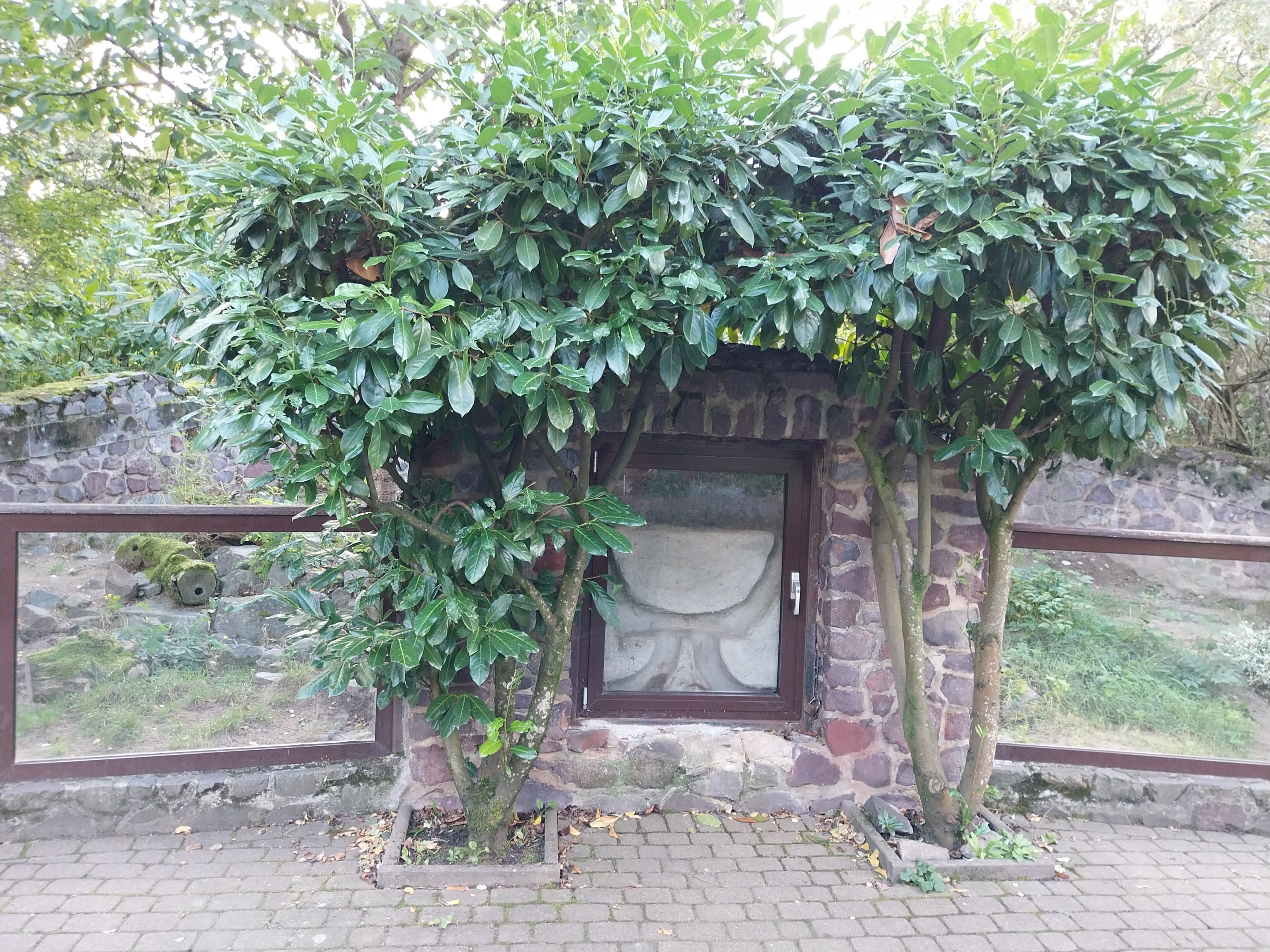 Marbled Polecat (Vormela peregusna)