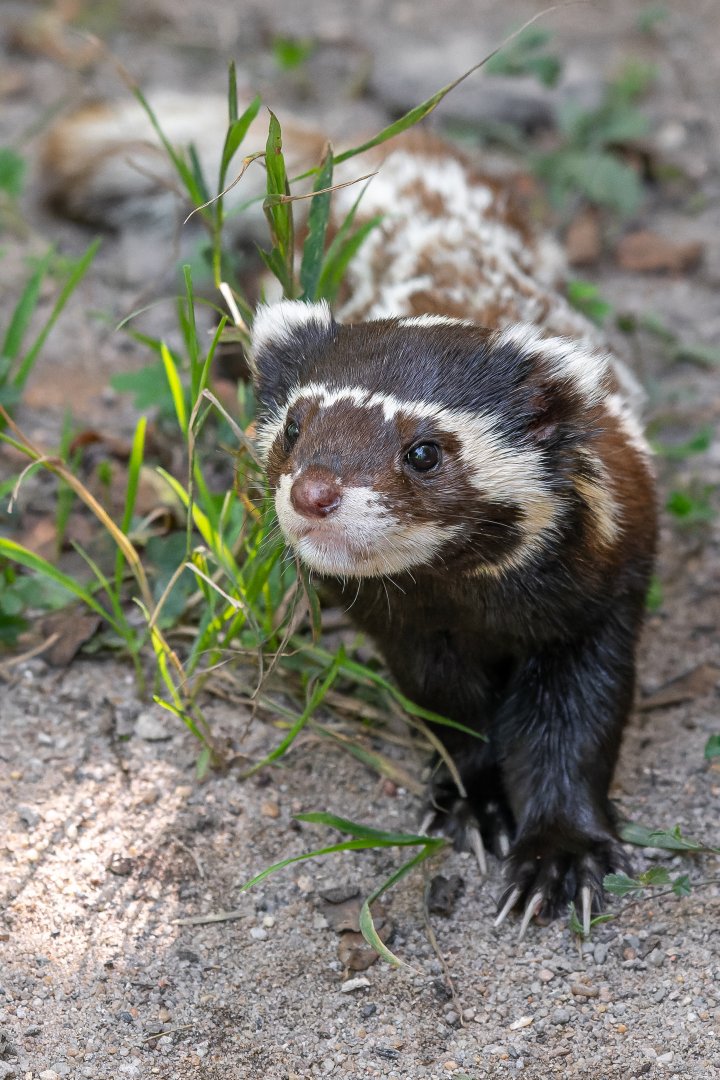 Marbled polecat (Vormela peregusna)