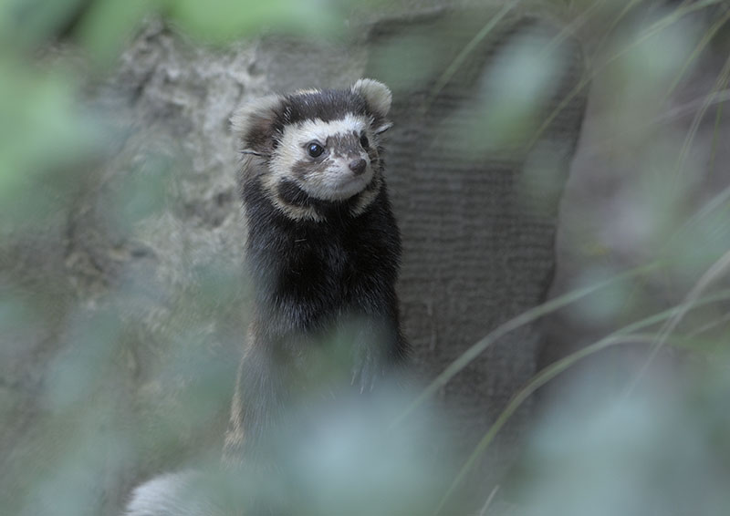 Marbled polecat