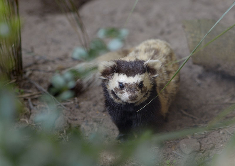 Marbled polecat
