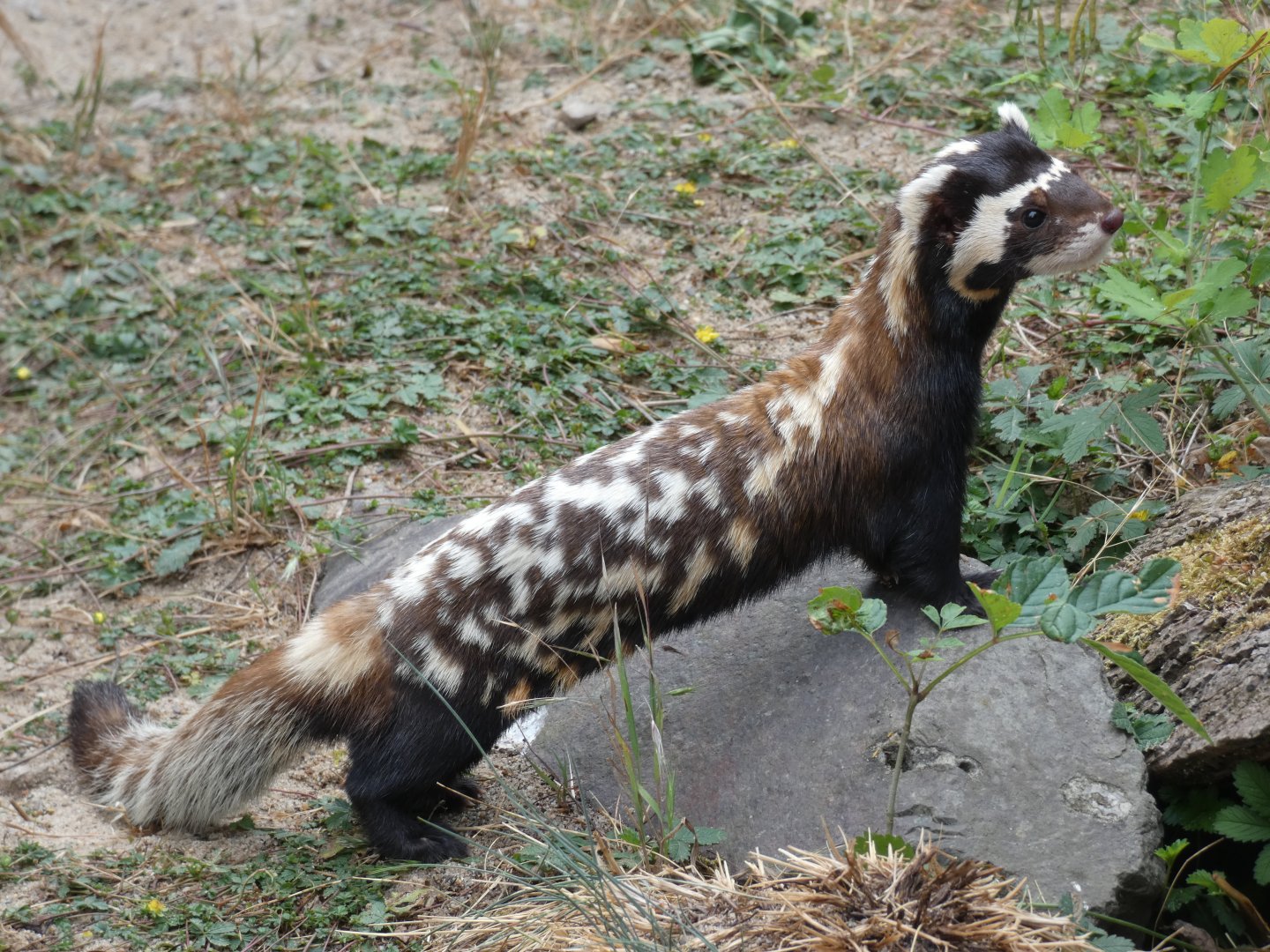 Marbled Polecat