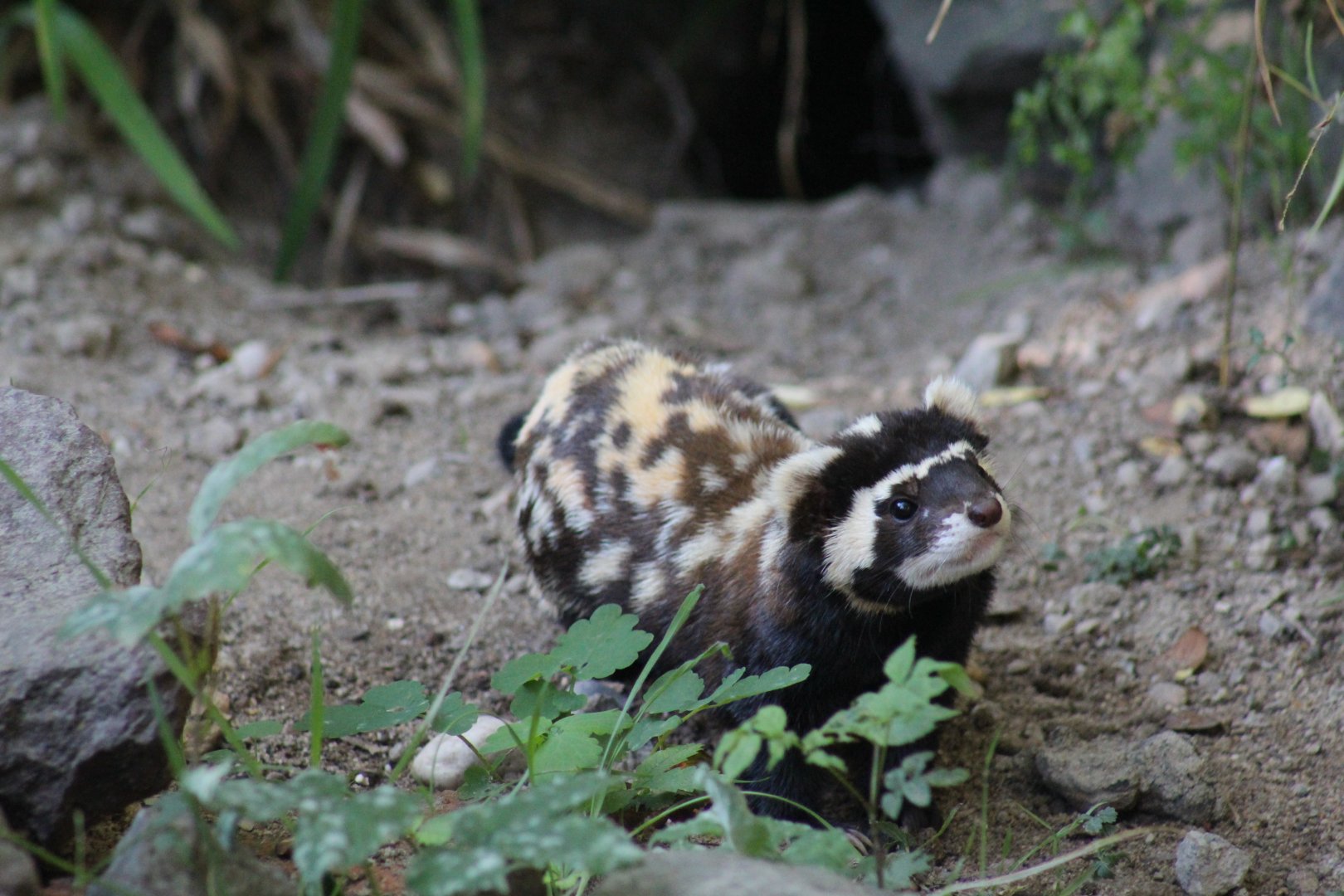 Marbled Polecat