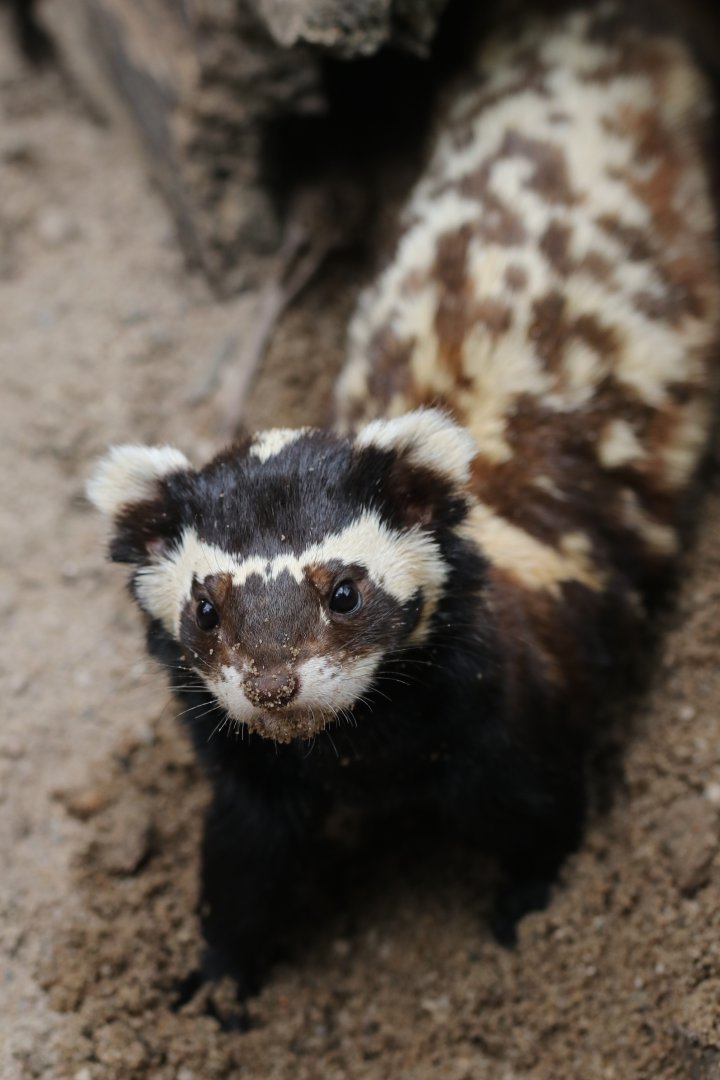 Marbled Polecat