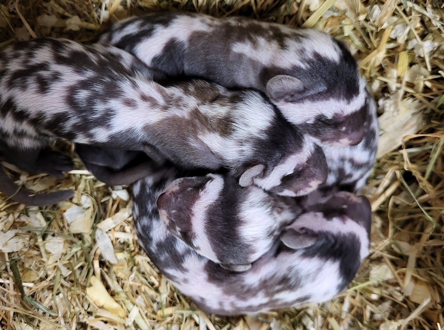 Marbled polecats - nest-young