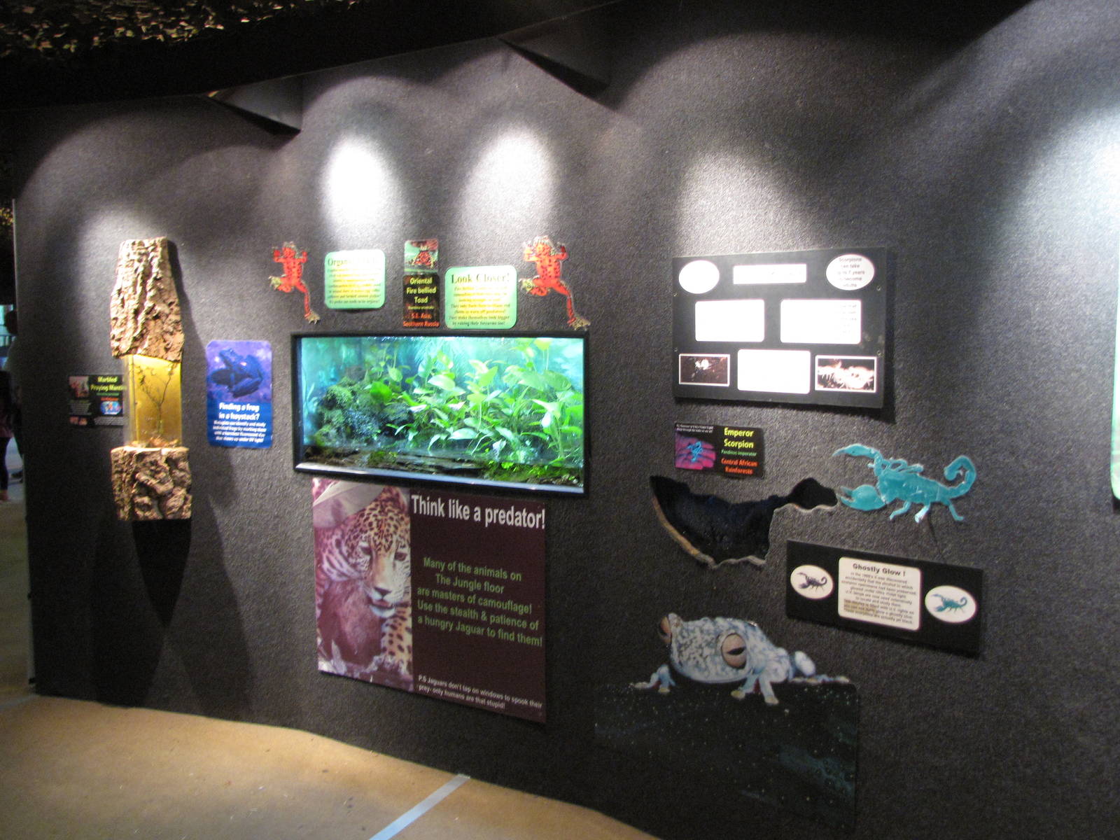 Marbled praying mantis, toads and scorpion tanks