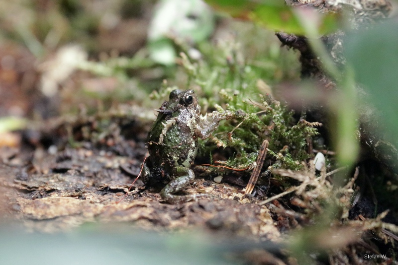 Marbled rain frog (Scaphiophryne marmorata)