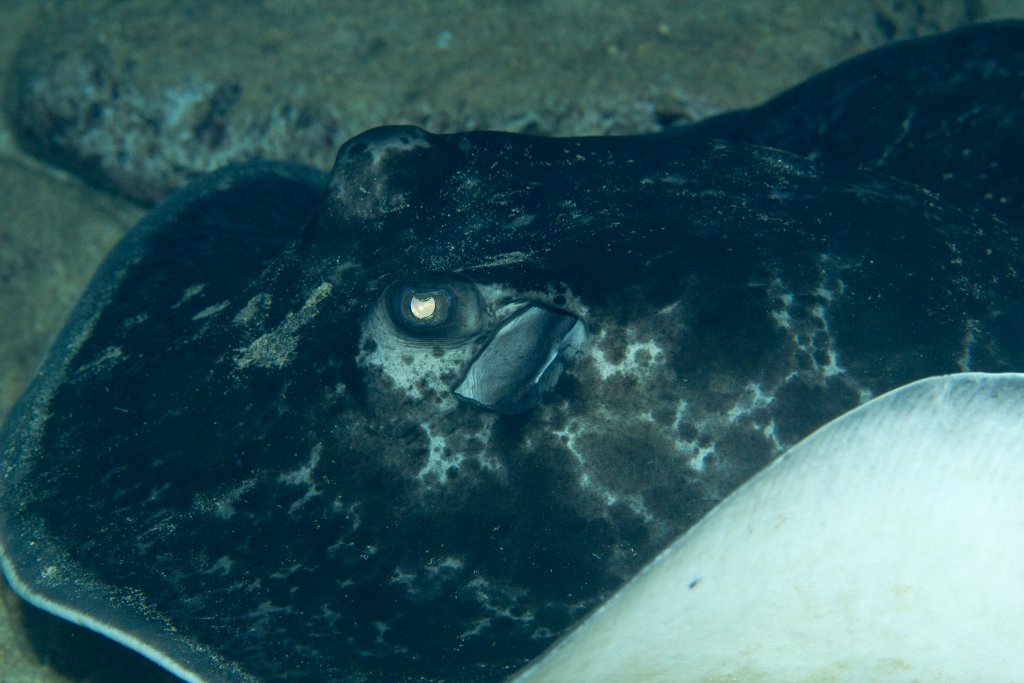 Marbled Ray
