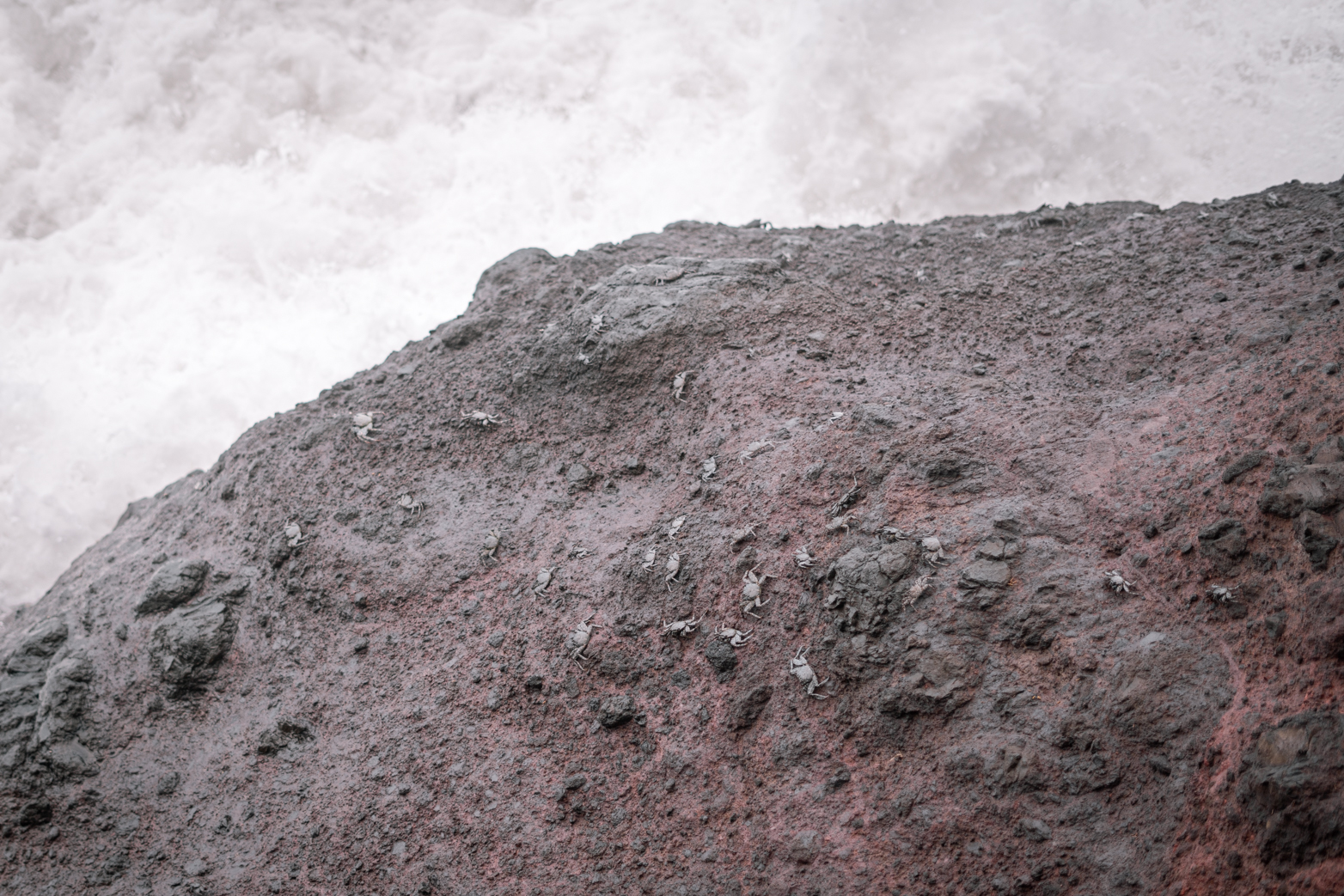 Marbled rock crab (Pachygrapsus marmoratus) - Madeira